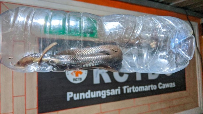 Kobra Jawa dievakuasi dari rumah warga Desa Baran, Kecamatan Cawas, Klaten, Kamis (6/3/2025) malam.