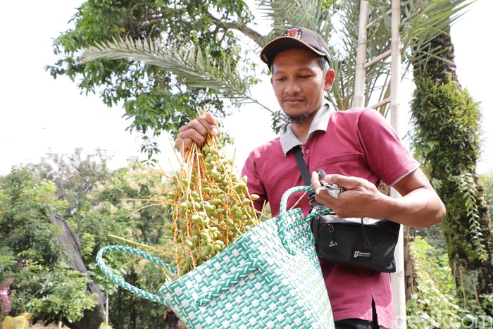 Kurma muda milik Wahyu dibagikan untuk pasutri yang promil