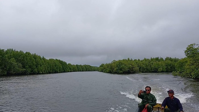 Mangrove di Desa Tinjul. (Alamudin Hamapu/detikSumut)