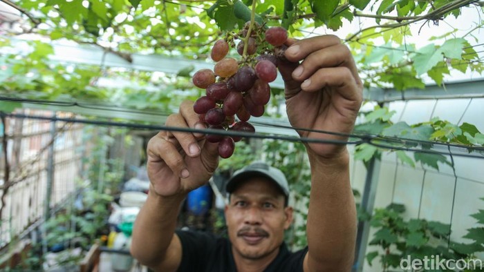 Melihat Budidaya Anggur di Tambun Bekasi Jaya Lesmana mengubah lahan seluas 12x6 meter di pekarangan kontrakan di Tambun, Bekasi, menjadi perkebunan anggur. Yuk lihat.