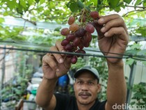 Melihat Budi Daya Anggur di Tambun Bekasi