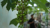 Anggur yang dibudidaya oleh Jaya mulai dari anggur julian, figurasi, tamaki hingga kupidon. Dengan lahan seluas 12x6 meter di pekarangan kontrakan ia sulap menjadi kebun anggur.  