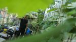 Melihat Budi Daya Anggur di Tambun Bekasi