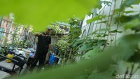 Diketahui budidaya anggur dari mulai tanam hingga panen membutuhkan waktu hingga satu tahun.  
