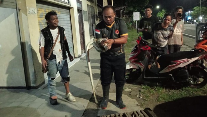 Personel Damkar Pos Nanggulan, Slamet Riyadi, menunjukkan ular sanca kembang yang dievakuasi di Sentolo, Kulon Progo, Kamis (6/3/2025).