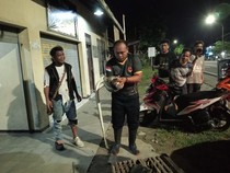 Suara Ribut di Kandang Ternyata Ular Sanca 2,5 Meter Mangsa Ayam