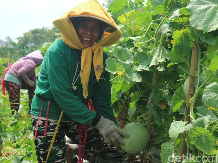 Petani Bojonegoro saat memanen melon dan semangka