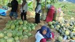 Petani Melon-Semangka di Bojonegoro Meraup Untung saat Ramadan