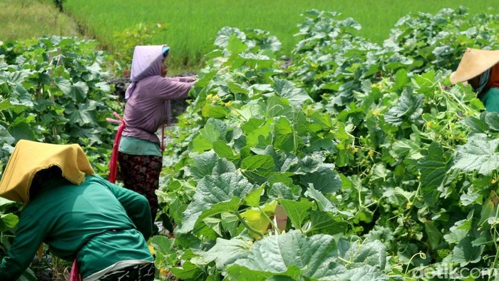 Petani di Bojonegoro panen semangka dan melon