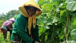 Petani Melon-Semangka di Bojonegoro Meraup Untung saat Ramadan