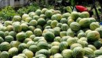 Petani Melon-Semangka di Bojonegoro Meraup Untung saat Ramadan