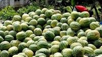 Tingginya harga melon dan semangka tersebut menurut petani sepdan dengan tingkat kegagalan mereka pada saat musim tanam.