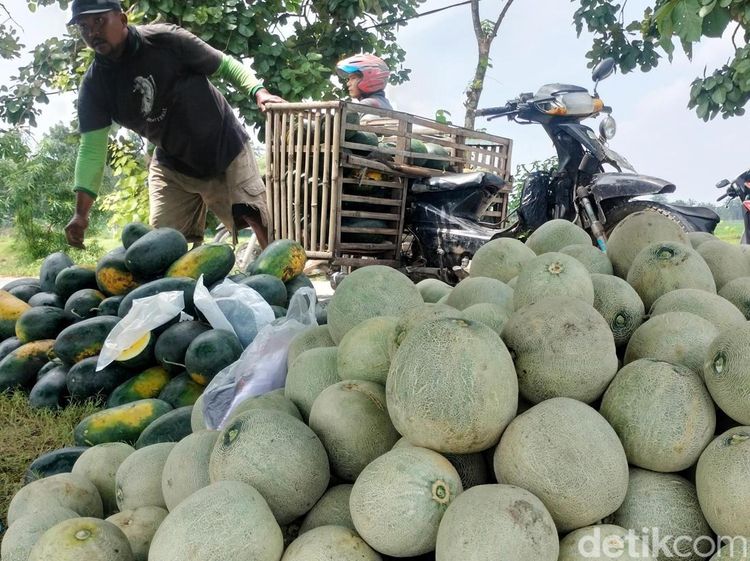 Petani Melon-Semangka di Bojonegoro Meraup Untung saat Ramadan