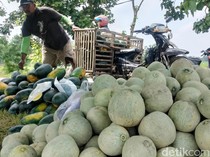 Petani Melon-Semangka di Bojonegoro Meraup Untung saat Ramadan