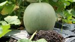 Petani Melon-Semangka di Bojonegoro Meraup Untung saat Ramadan