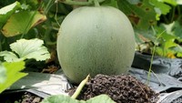 Saat ini harga buah melon di pasaran paling murah Rp 9.000 per kilogram.