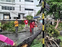 Hujan Deras Guyur Semarang, Belasan Pohon Tumbang-Listrik Padam