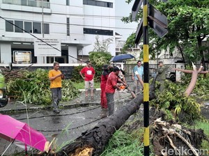 Hujan Deras Guyur Semarang, Belasan Pohon Tumbang-Listrik Padam