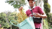 Wahyu mengakui hingga saat ini sudah 3 ribu lebih pasutri yang telah mengambil kurma muda ditempatnya.