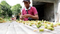 Wahyu Eko Widodo, warga Desa Pomahan, Kecamatan Pulung, Ponorogo justru membagikan gratis kurma muda miliknya.