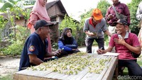Wahyu menambahkan, pohon kurma yang tumbuh di halaman rumahnya berusia 20 tahun. Meski buahnya tidak lebat, namun rutin setiap tahun ada buah kurma yang muncul.