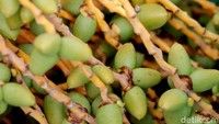 Kegiatan membagikan kurma muda untuk ibu yang ingin program hamil sejak tahun 2016 silam.