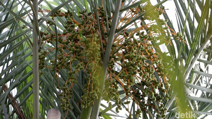 Pria Ponorogo Bagi-Bagi Kurma Muda Buat Promil Pasutri