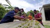 Bapak dua orang anak ini menerangkan, pohon kurma miliknya tumbuh secara tidak sengaja. Lantaran, tahun 1990-an saat ibunya pulang bekerja sebagai buruh migran di Saudi Arabia, membawa oleh-oleh kurma.