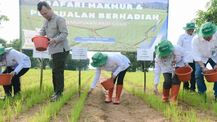 Pupuk Indonesia ajak petani Indramayu mengelola tanaman dengan keberimbangan pupuk