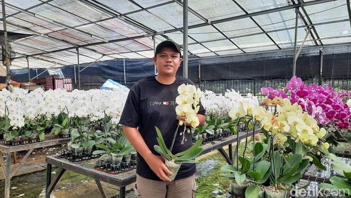 Brian Sinaga, pengusaha anggrek di Ragunan.