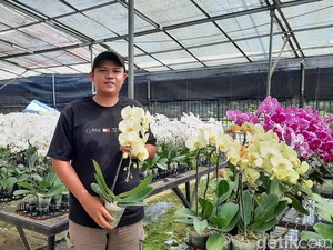 Cita-cita Pengusaha Anggrek Ragunan Ingin Punya Kebun Sendiri