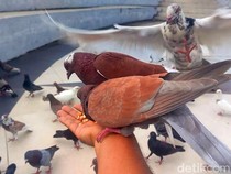 Ngabuburit Seru Sambil Interaksi dengan Burung Merpati di Mamuju