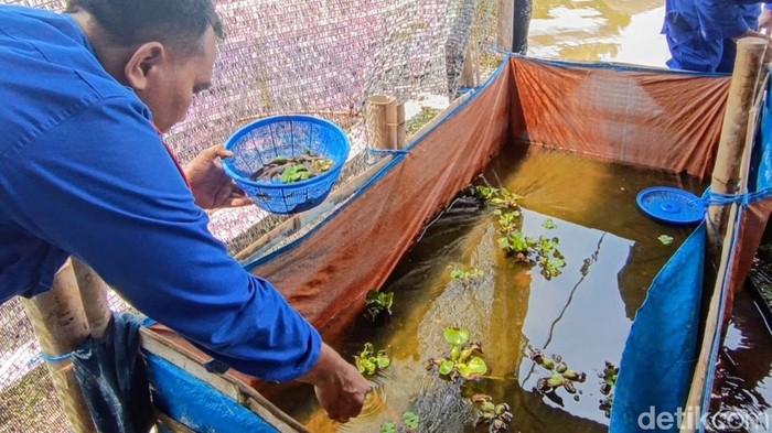 Penebaran benih ikan dan bibit komoditas pertanian.