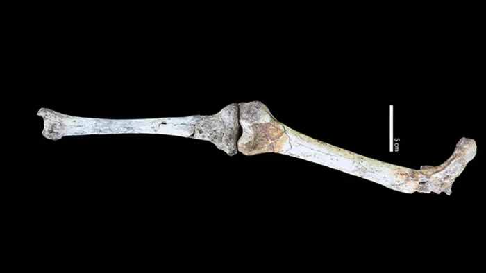 Tulang pinggul Paranthropus robustus, spesies hominin yang diperkirakan hidup berdampingan dengan nenek moyang kita, mengungkap mereka juga berjalan tegak.
