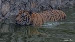 Ragunan di Kala Musim Hujan, Sebuah Pengalaman Fotografi