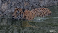 Seekor harimau yang sedang berenang di Ragunan.