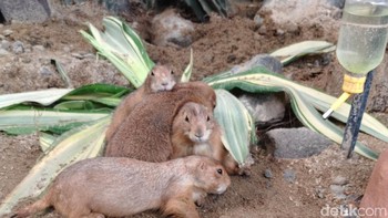 Dengan setting 46mm, f/1.88, 1/100s, ISO 56, Vivo V50 berhasil menangkap detail dan warna yang baik. Foto: Adi Fida Rahman/detikINET