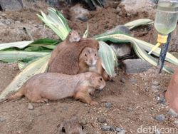 Hasil Jepretan Vivo V50 5G yang Segera Rilis di Indonesia