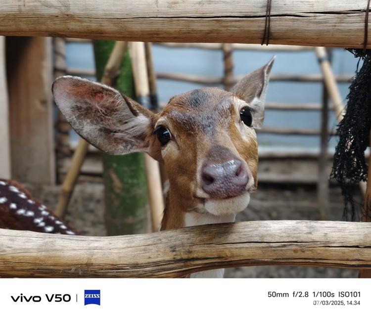 Vivo V50 5G Vivo V50 5G