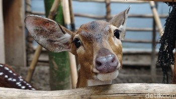 Mencoba mode portrait 50mm di Vivo V50. Hasilnya? Tajam, dengan bokeh yang lembut dan natural. Foto: Adi Fida Rahman/detikINET