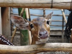 Hasil Jepretan Vivo V50 5G yang Segera Rilis di Indonesia