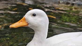 Hasil foto zoom 2x Vivo V50. Foto: Adi Fida Rahman/detikINET