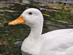 Hasil Jepretan Vivo V50 5G yang Segera Rilis di Indonesia