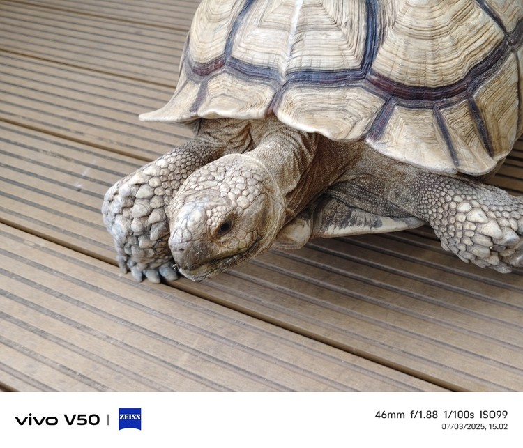 Vivo V50 5G Vivo V50 5G