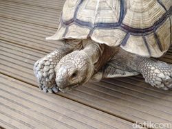 Hasil Jepretan Vivo V50 5G yang Segera Rilis di Indonesia