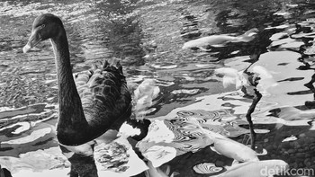 MEmanfaatkan filter hitam putih, hasilnya begitu memuaskan. Foto: Adi Fida Rahman/detikINET