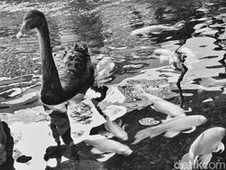 Hasil Jepretan Vivo V50 5G yang Segera Rilis di Indonesia