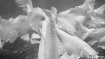 Vivo V50 bisa digunakan untuk memotret dalam air. Foto: Adi Fida Rahman/detikINET