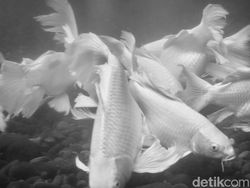 Hasil Jepretan Vivo V50 5G yang Segera Rilis di Indonesia