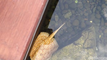 Mengabadikan ikan pari, Vivo V50 mampu mengabadikan detail dan warna dengan baik.  Foto: Adi Fida Rahman/detikINET